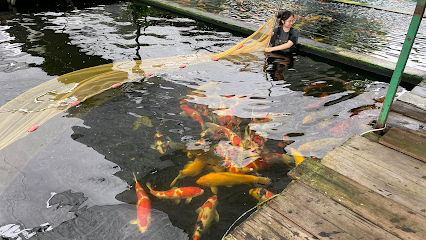 Marugen Koi & Arowana Farm, Singapore