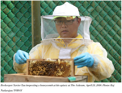 Nutrinest Bee Rescue, Singapore