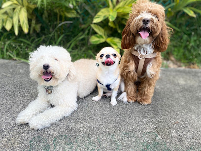 Koyado Daycare & Boarding, Singapore