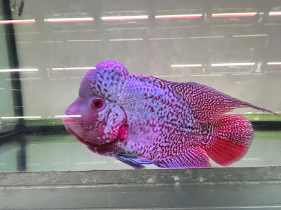 Qian Hu Fish Farm, Singapore