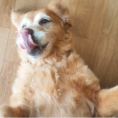 Wagging Tails N Playful Paws, Singapore